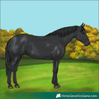 Horse Color:Black 