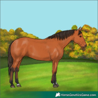 Horse Color:Bay 