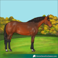 Horse Color:Bay 