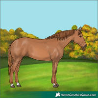 Horse Color:Chestnut 