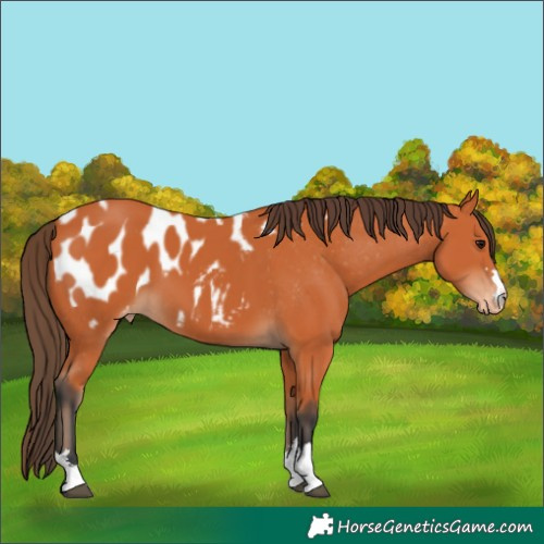 Horse Color:Bay Appaloosa 
