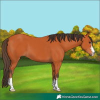 Horse Color:Bay 