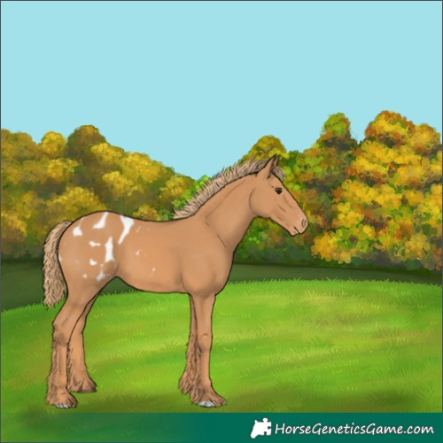 Horse Color:Chestnut Appaloosa 