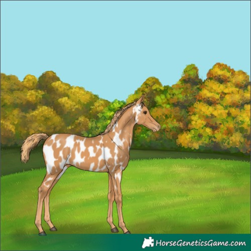 Horse Color:Chestnut Near Leopard 