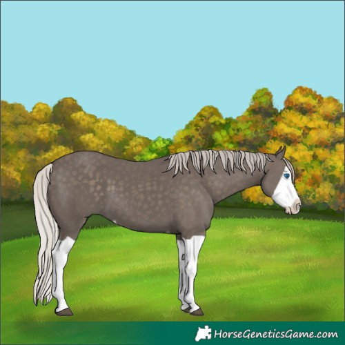 Horse Color:Silver Black Splash