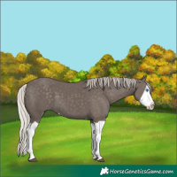 Horse Color:Silver Black Splash