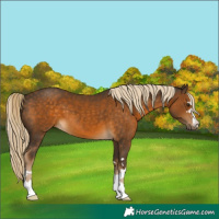 Horse Color:Chocolate Palomino 
