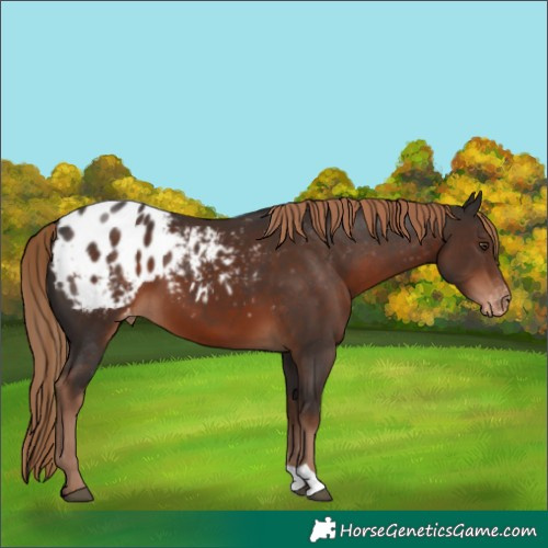 Horse Color:Liver Chestnut Appaloosa 