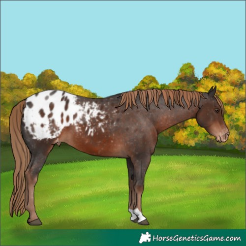 Horse Color:Liver Chestnut Blanket 
