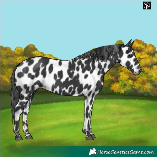 Horse Color:Black Appaloosa 