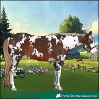 Horse Color:White Spotted Liver Chestnut Sabino 