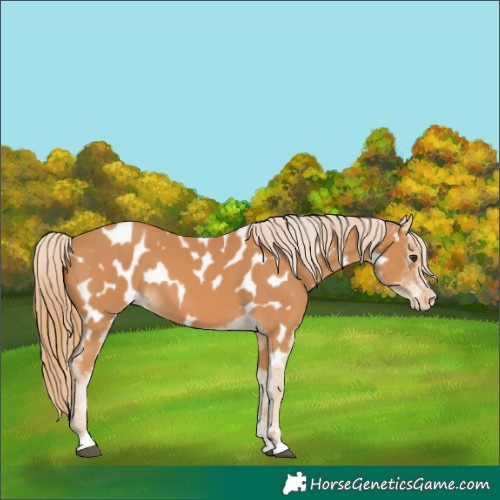 Horse Color:Chestnut Near Leopard 