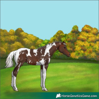 Horse Color:White Spotted Silver Brown Tobiano