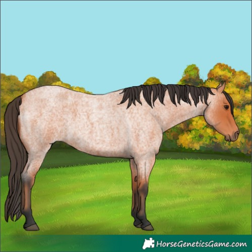 Horse Color:Bay Roan 