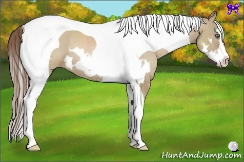 Horse Color:Grullo Pearl Splash Tobiano Frame Rabicano 