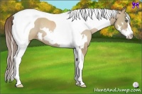 Horse Color:Grullo Pearl Splash Tobiano Frame Rabicano