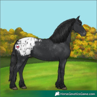 Horse Color:Black Appaloosa Rabicano 