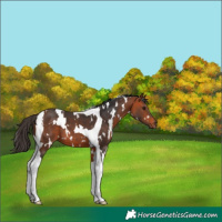 Horse Color:White Spotted Bay Tobiano 