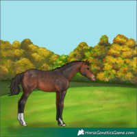 Horse Color:Bay Varnish 