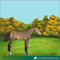 Horse Color:Buckskin Dun