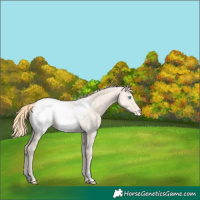 Horse Color:Perlino Dun Appaloosa 
