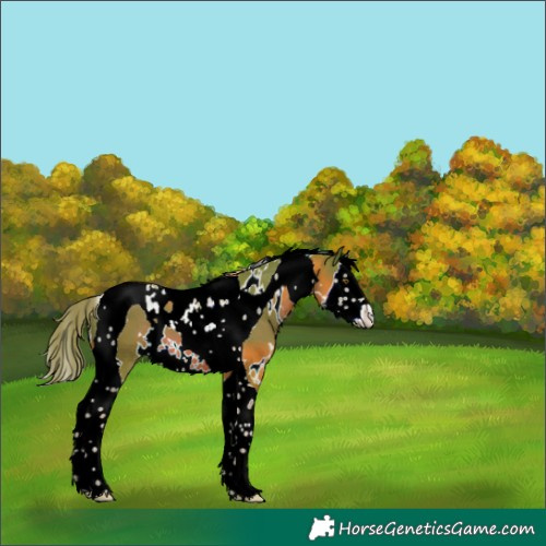 Horse Color:Watercolor White Spotted Chestnut Splash Tobiano 