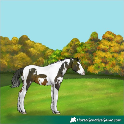 Horse Color:White Spotted Bay Splash Tobiano