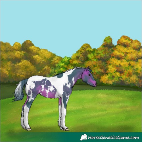 Horse Color:Watercolor White Spotted Bay Tobiano 