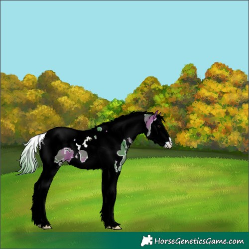 Horse Color:Watercolor White Spotted Bay Splash Tobiano 