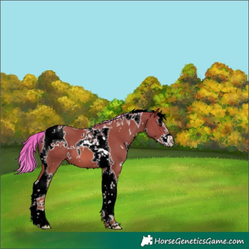Horse Color:White Spotted Chestnut Splash Tobiano 