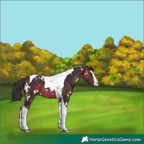 Horse Color:White Spotted Bay Splash Tobiano 