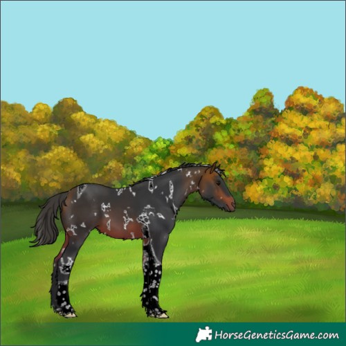 Horse Color:White Spotted Bay Tobiano 