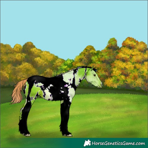 Horse Color:Watercolor White Spotted Chestnut Tobiano 