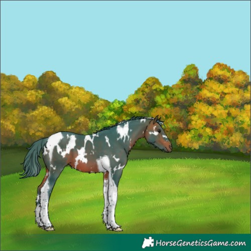 Horse Color:Watercolor White Spotted Bay Tobiano 