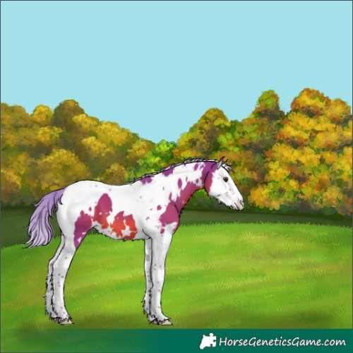 Horse Color:Watercolor White Spotted Chestnut Splash Tobiano 