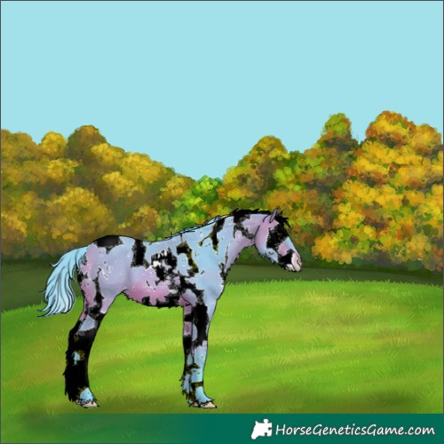Horse Color:Watercolor White Spotted Bay Splash Tobiano 