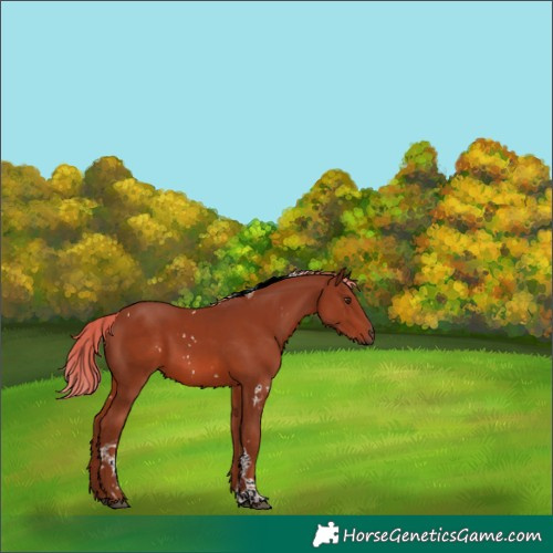 Horse Color:White Spotted Chestnut Tobiano 
