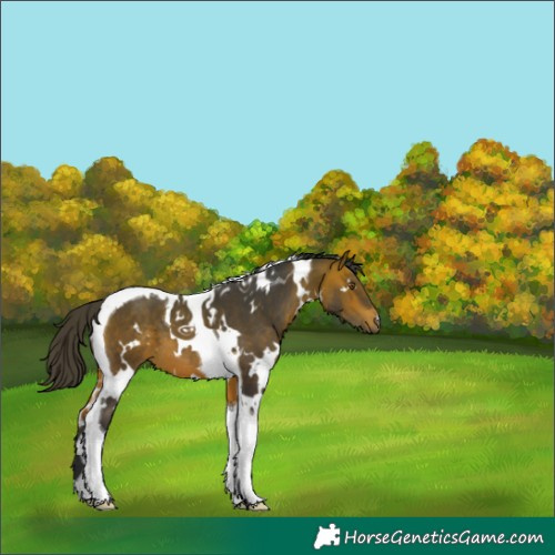 Horse Color:White Spotted Bay Tobiano 