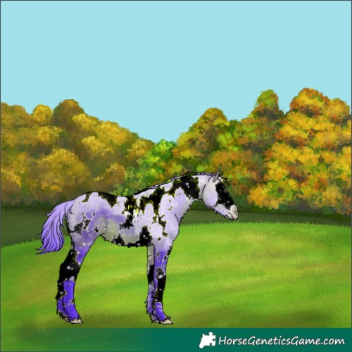 Horse Color:Watercolor White Spotted Bay Splash Tobiano 