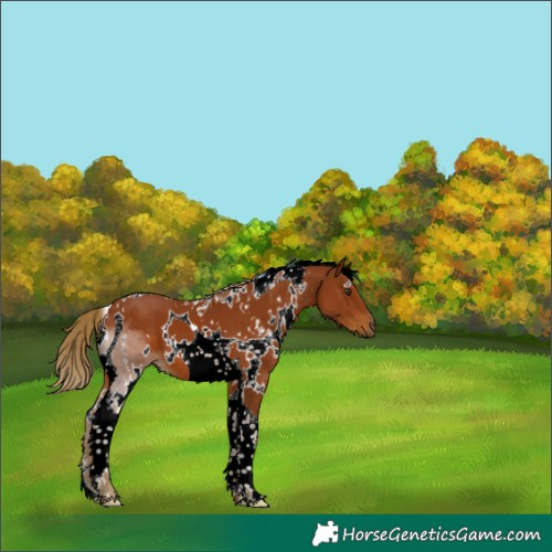Horse Color:White Spotted Chestnut Tobiano 