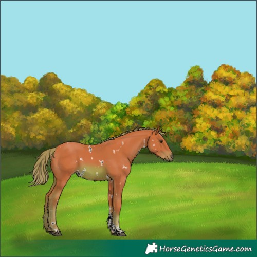 Horse Color:Watercolor White Spotted Chestnut Tobiano 