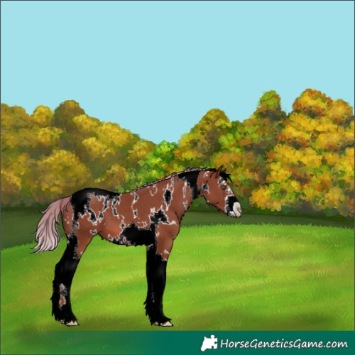 Horse Color:White Spotted Chestnut Splash Tobiano 