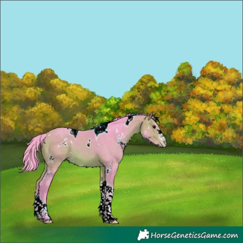Horse Color:Watercolor White Spotted Bay Splash Tobiano 
