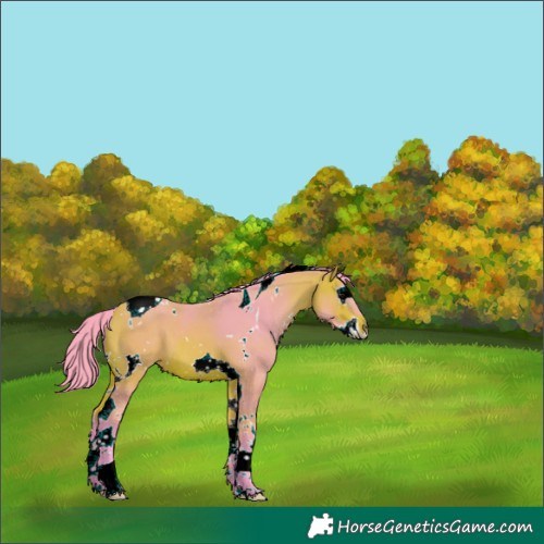 Horse Color:Watercolor White Spotted Bay Splash Tobiano 
