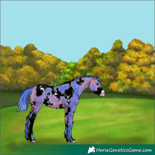 Horse Color:Watercolor White Spotted Bay Splash Tobiano 