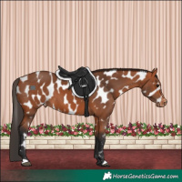 Horse Color:Bay Appaloosa