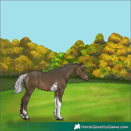 Horse Color:Silver Bay Tobiano 