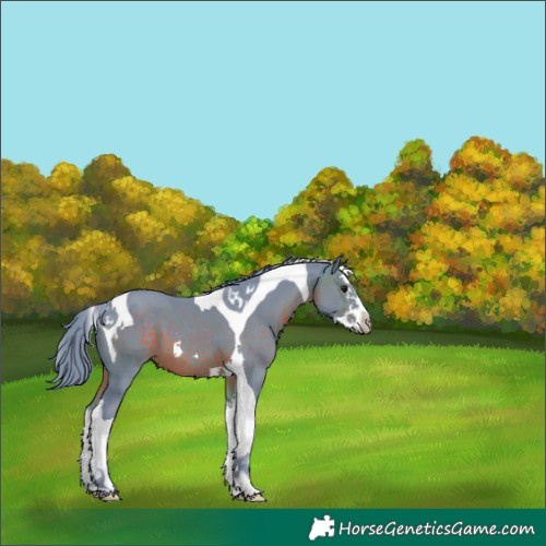 Horse Color:Watercolor Brown Splash Tobiano 