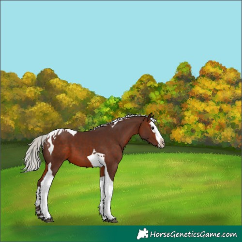 Horse Color:Silver Brown Splash Tobiano 