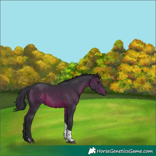Horse Color:Brown Tobiano 